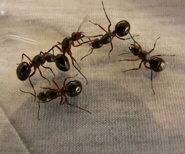 Close-up image of five black ants with reddish-brown legs on a white textured surface. The ants appear to be interacting or moving in different directions.