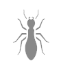 Silhouette of an ant viewed from above, centered on a white background. The ant has six legs, two antennae, and a segmented body with clear head, thorax, and abdomen sections.