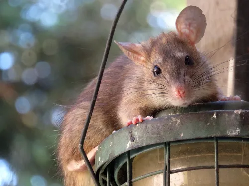 A close-up of a brown rat sitting atop a bird feeder with green wire framing. The rat is looking directly at the camera. The background is softly blurred, highlighting the rat's detailed features.